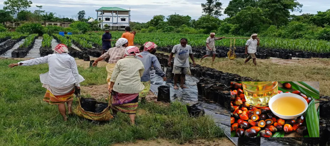 In Assam, India, 'hopes' of high profits in oil palm production dashed