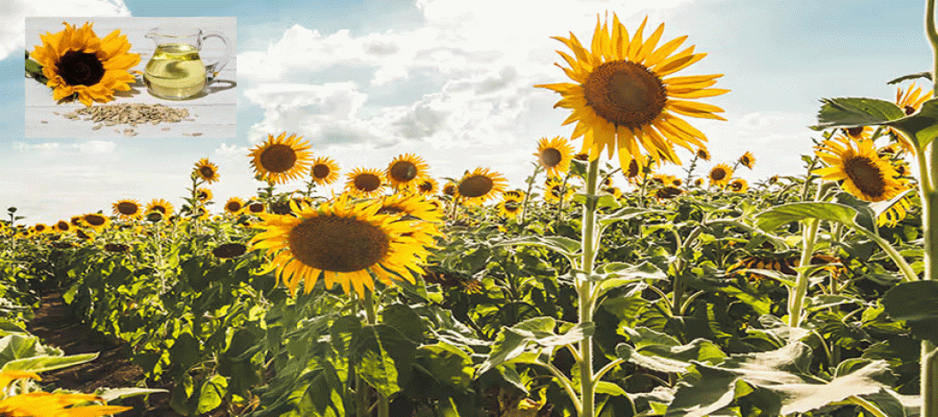 Rising Sunflower Oil Demand Offers Growth Potential Due to High Olive Oil Prices