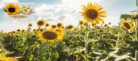 Rising Sunflower Oil Demand Offers Growth Potential Due to High Olive Oil Prices