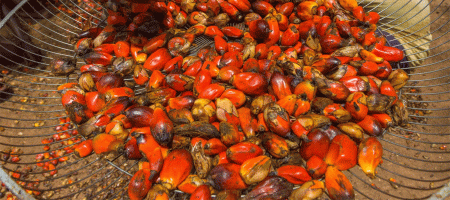 Palm oil falls on weaker rival oil, but soft ringgit limits losses