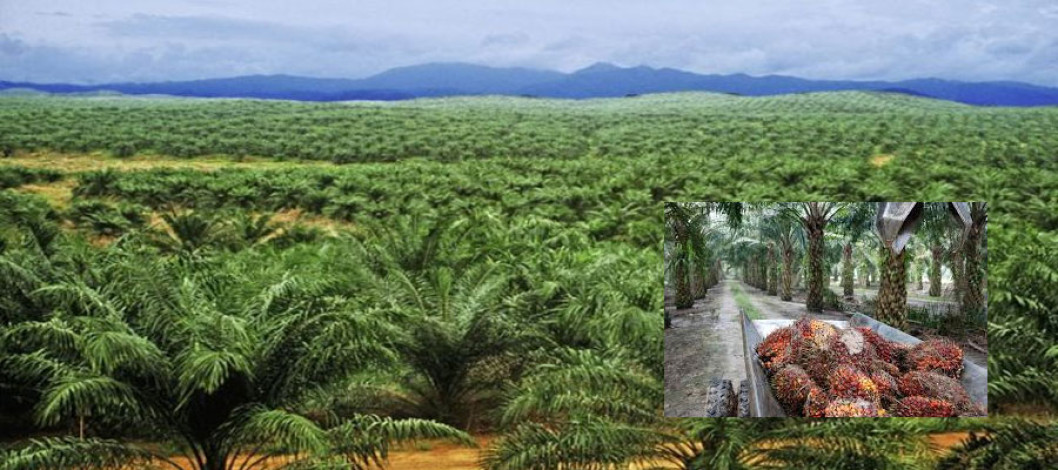 Initiative to cultivate palm oil in Assam's tea gardens to achieve self-sufficiency in edible oil