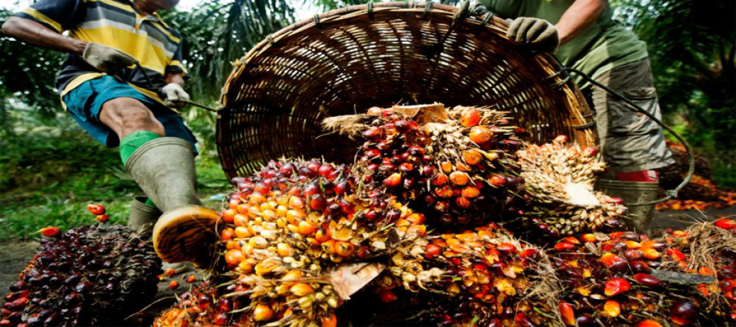 Malaysia welcomes the US tariff cut on palm oil