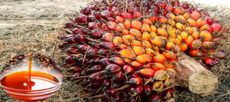 Consignment of Malaysian palm oil totalling 100,000 tonnes enters the UK tariff-free