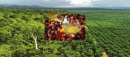 ‘From soap to napalm, palm oil dominates – it feeds billions but pollutes the planet’