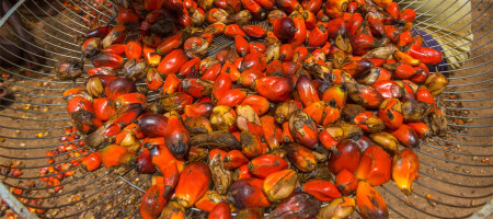 Malaysia's palm oil exports have seen growth since the beginning of October