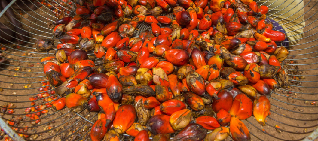 Malaysia's palm oil exports have seen growth since the beginning of October