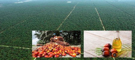 Indonesia's new palm oil export rules draw criticism from Malaysia and traders