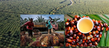Best Ambassadors of Palm Oil Came Without Hair