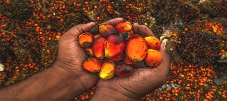 In new palm oil expansion initiative Malaysia eyes Africa and Middle East
